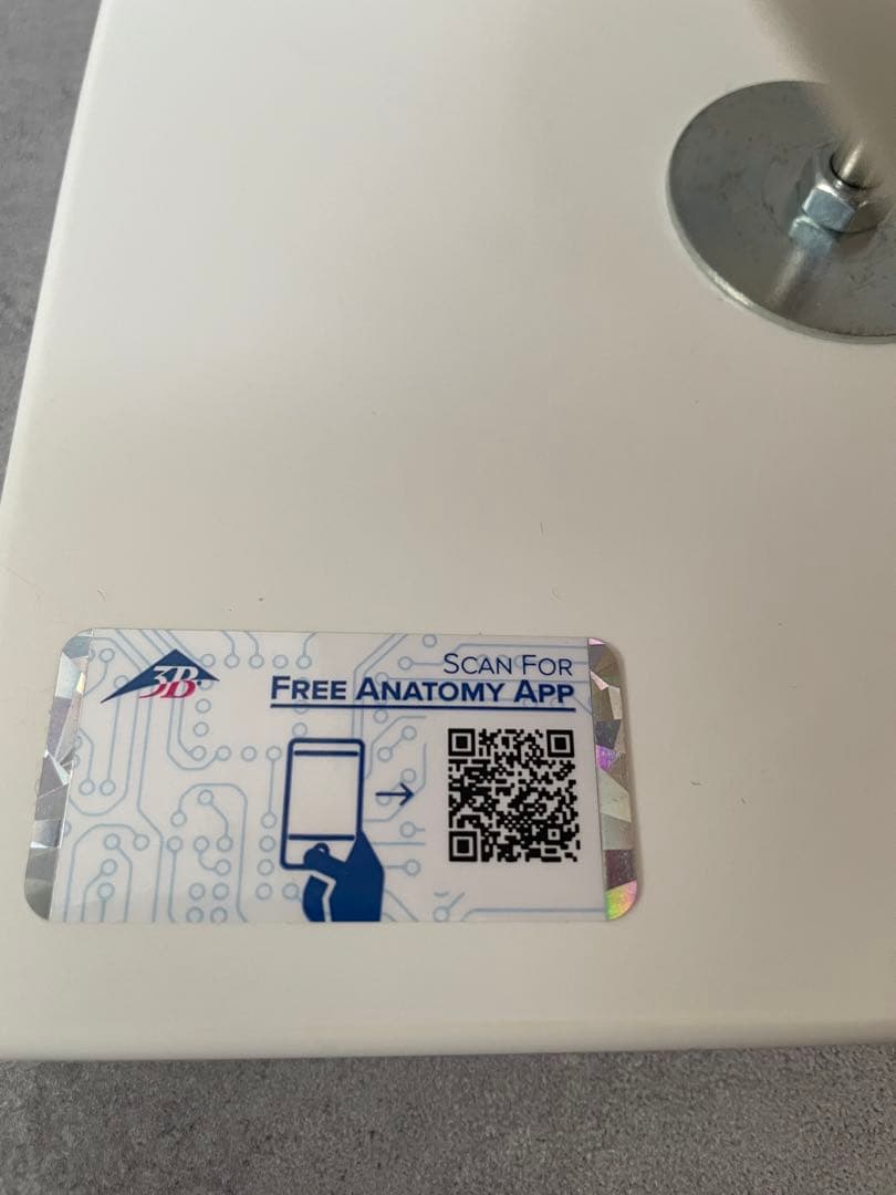 表情筋のつきかたが分かる頭蓋骨模型-3B scientific