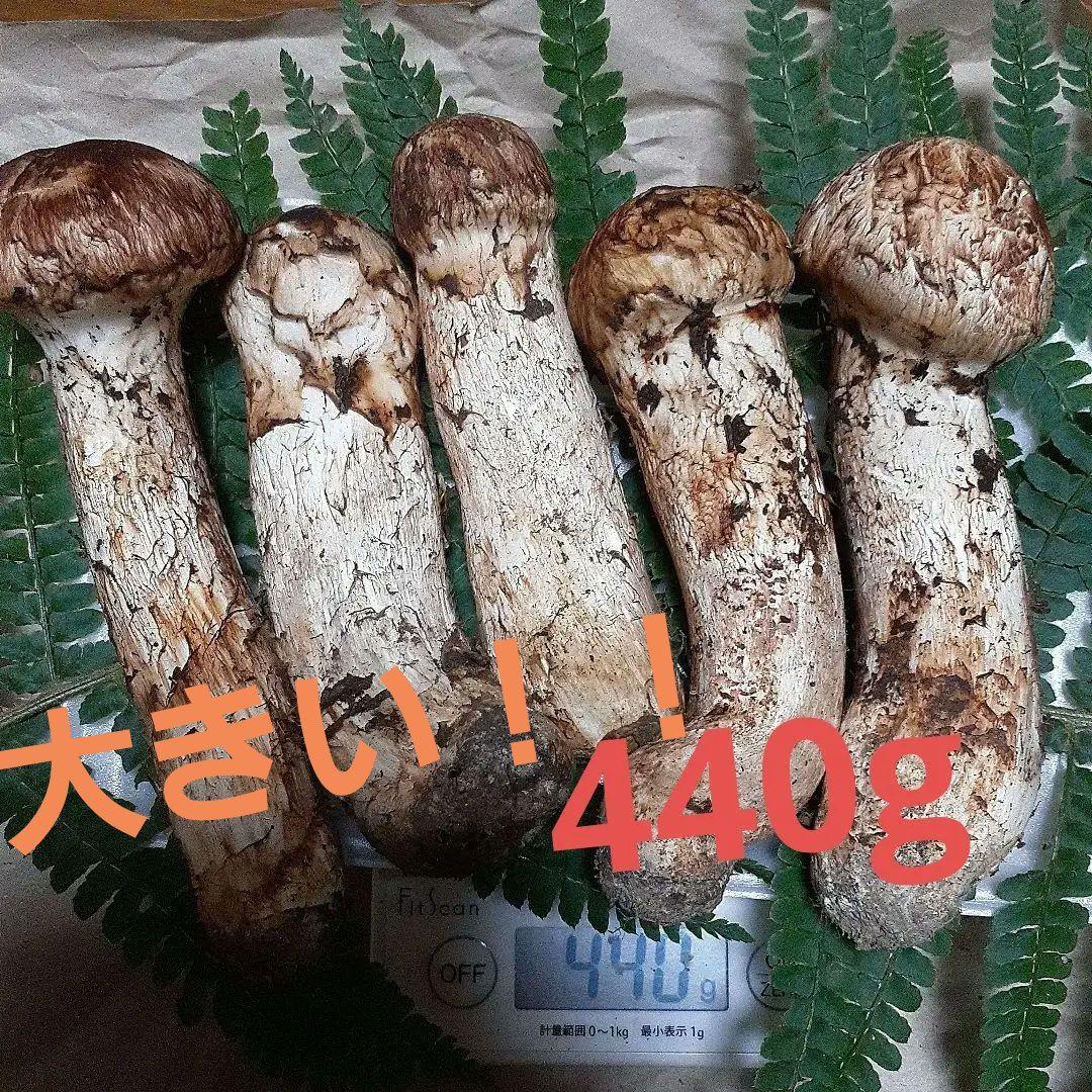 岩手県産松茸　本日17時取れ