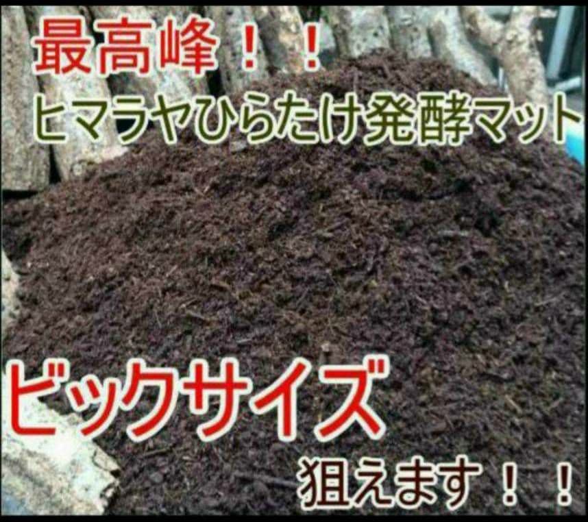 デカクなりすぎ注意！80リットル☆ヒマラヤひらたけ発酵カブトムシマット栄養価抜群