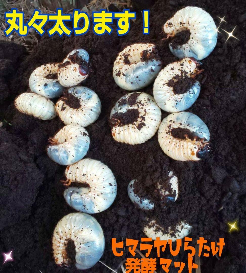 デカクなりすぎ注意！80リットル☆ヒマラヤひらたけ発酵カブトムシマット栄養価抜群