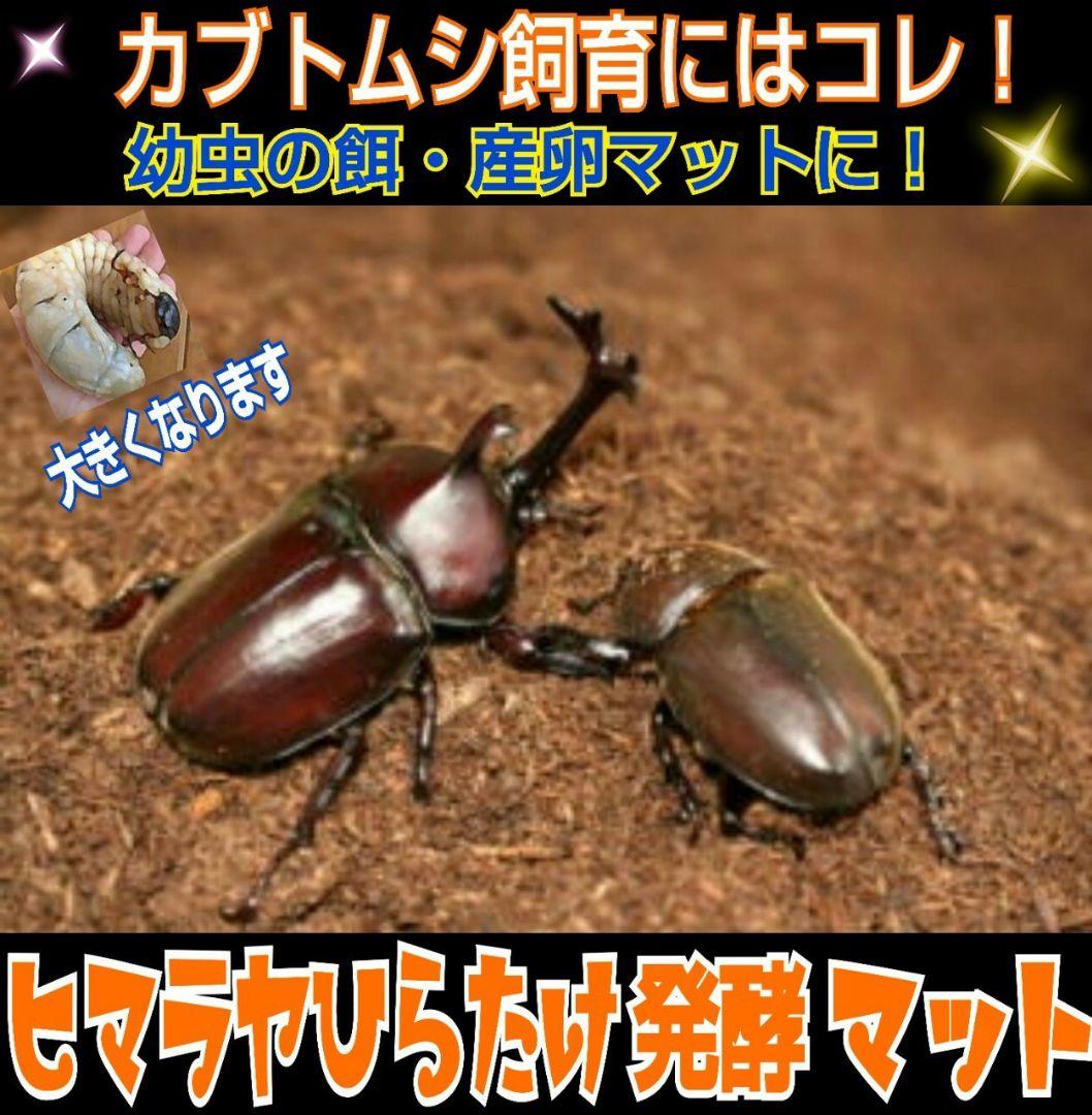 デカクなりすぎ注意！80リットル☆ヒマラヤひらたけ発酵カブトムシマット栄養価抜群