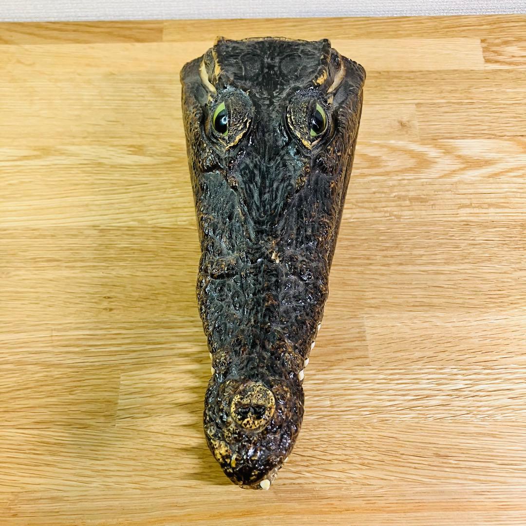 ワニ　頭部の剥製　アメリカンアリゲーター