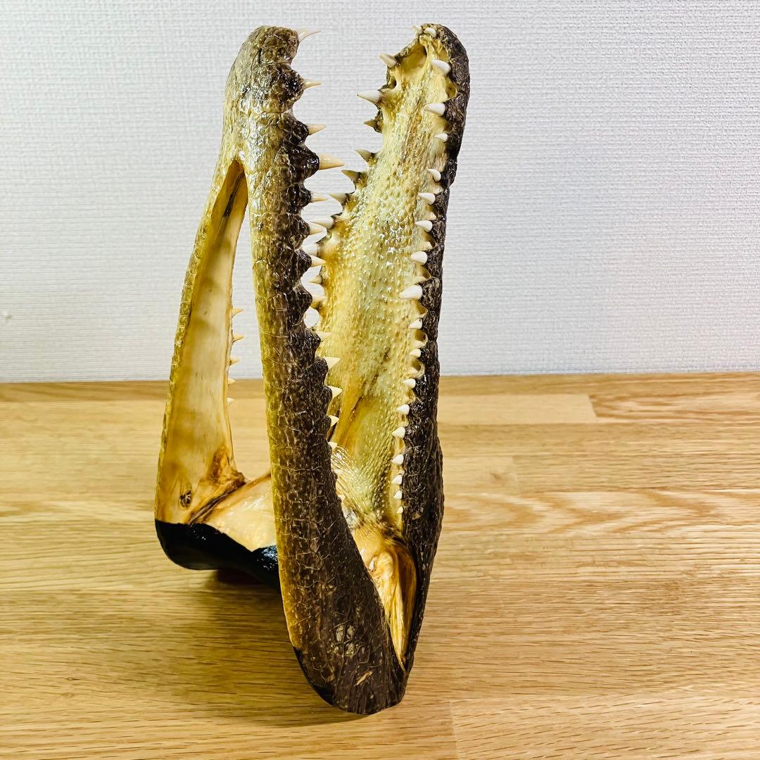 ワニ　頭部の剥製　アメリカンアリゲーター