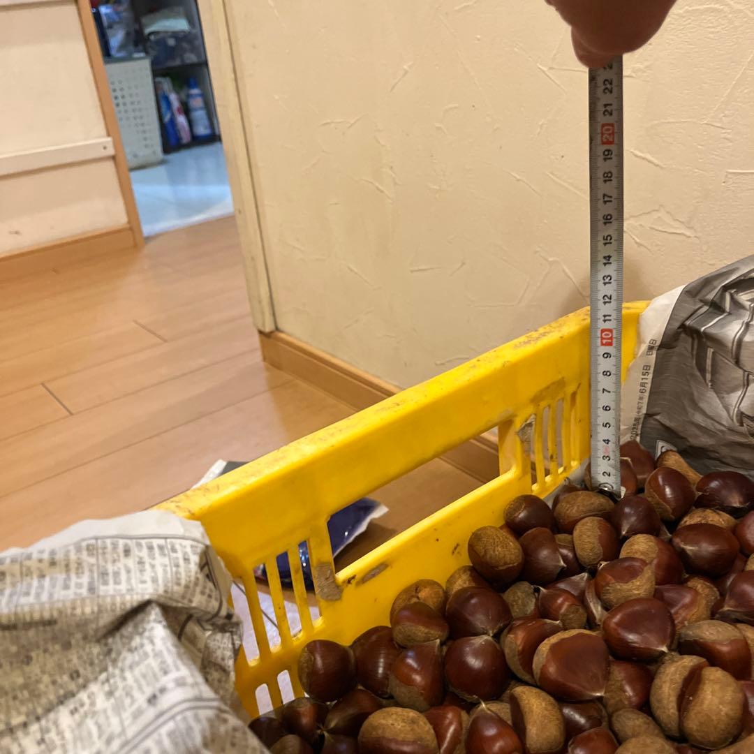 栗　サイズランダム