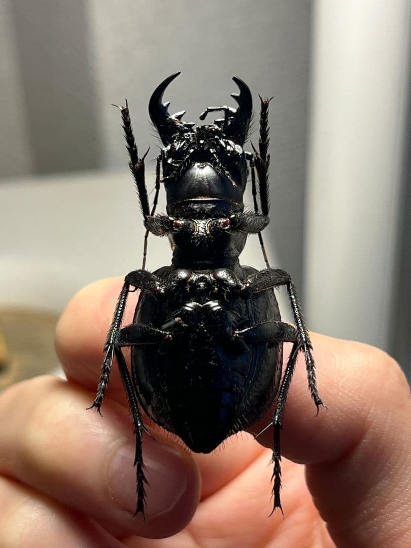 【美麗♀】オオエンマハンミョウ Manticora タンザニア産 昆虫標本