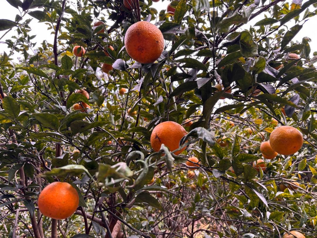 沖縄県産やんばるタンカン　無農薬