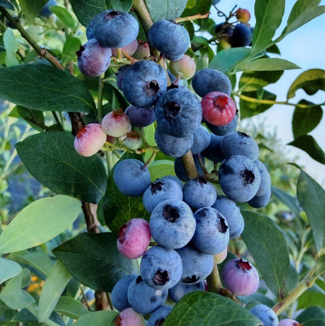 ★完熟冷凍ブルーベリーkg★