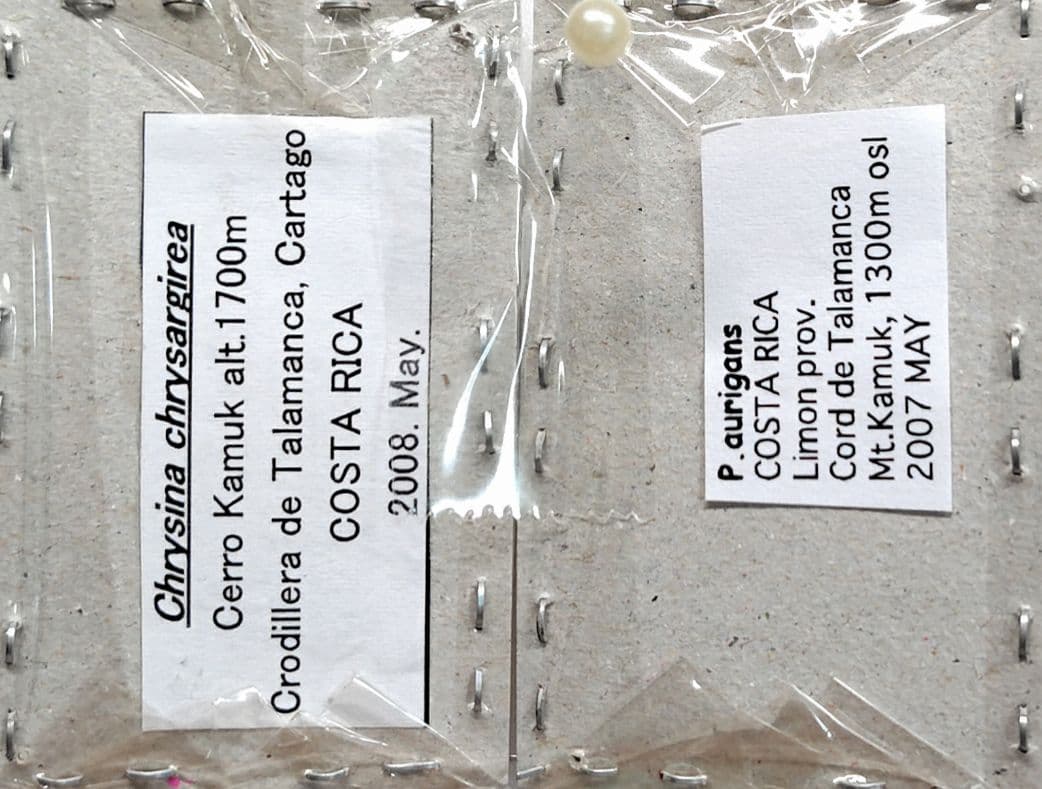 コスタリカ産 昆虫標本 2種セット