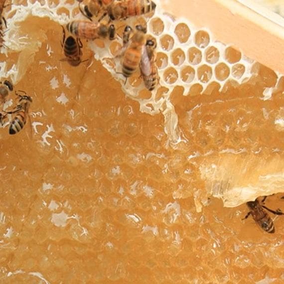 ✡️アカシア蜜５本&れんげ蜜５本　生はちみつ　自家製蜂蜜