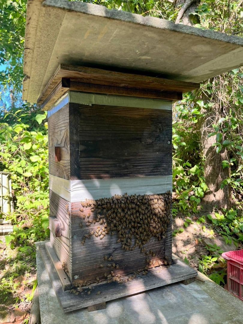 天然熟成2年　希少　日本ミツバチ 国産天然はちみつ100%600g(Y1Y2箱)