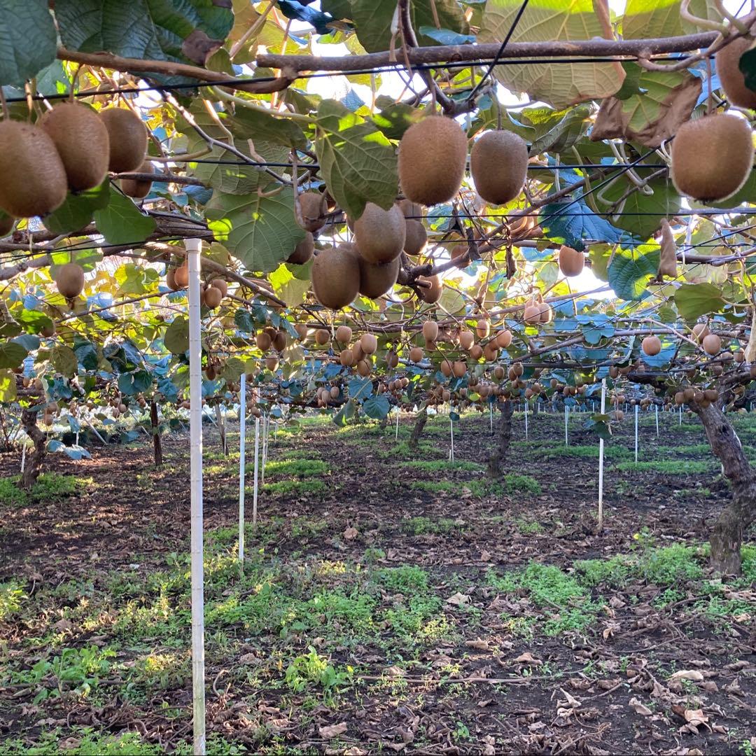 オーダー専用‼️ 14kg入り!! ５千円‼️ キウイフルーツお得箱‼️