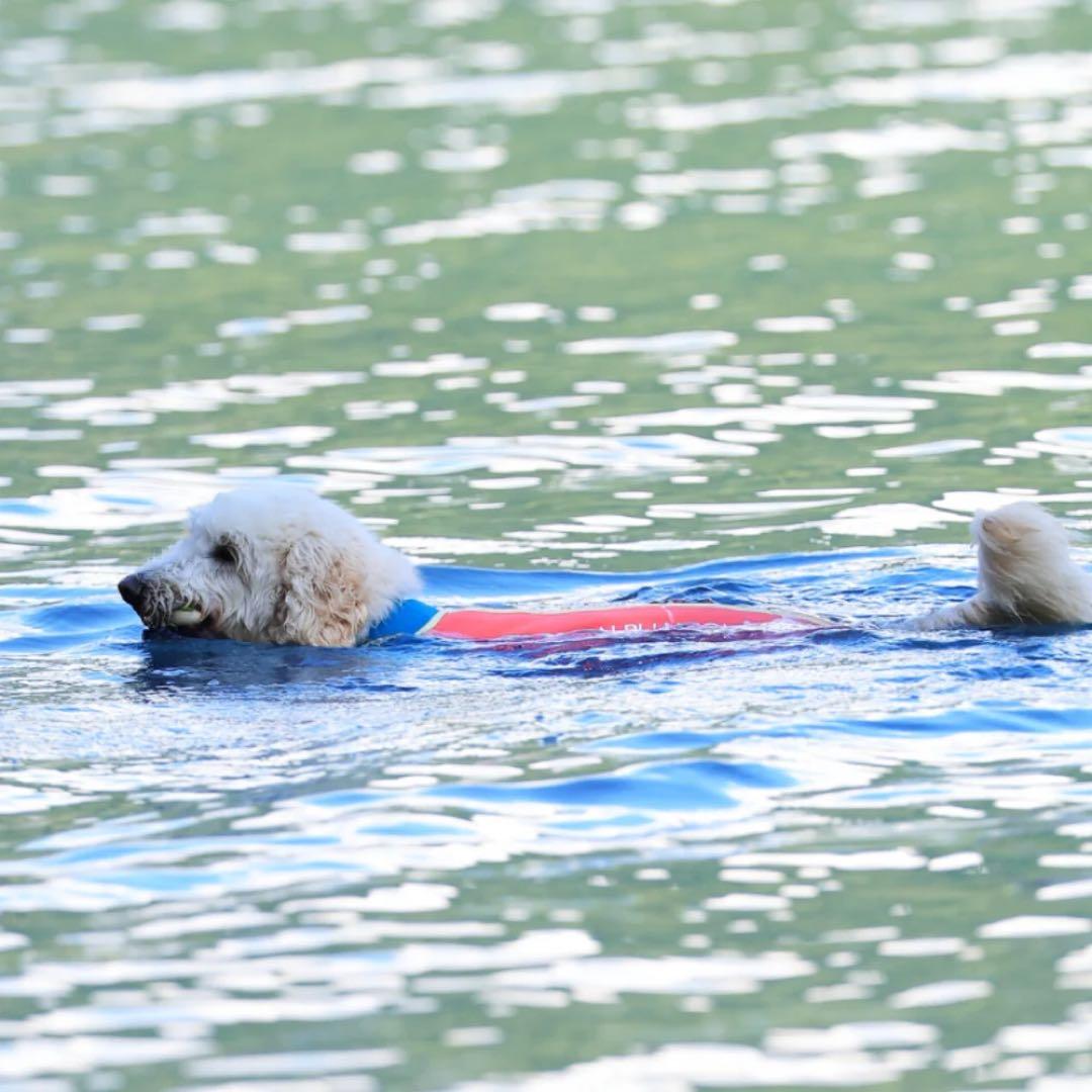 ペット用品 alphaicon