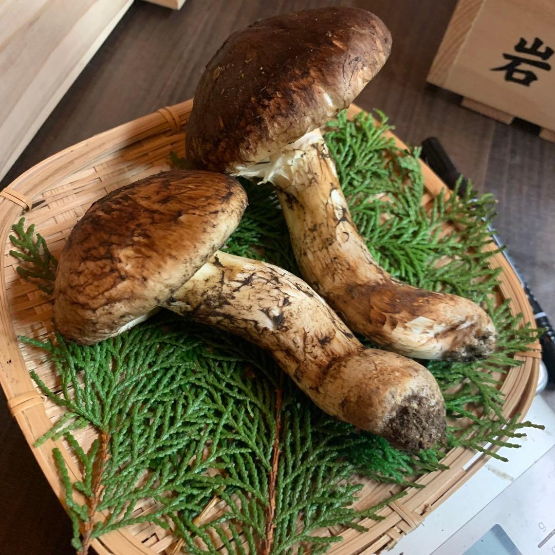 ⑤秀品【岩手県産天然松茸】収穫最終　国産本場　開き　採れたて　産地直送　176g