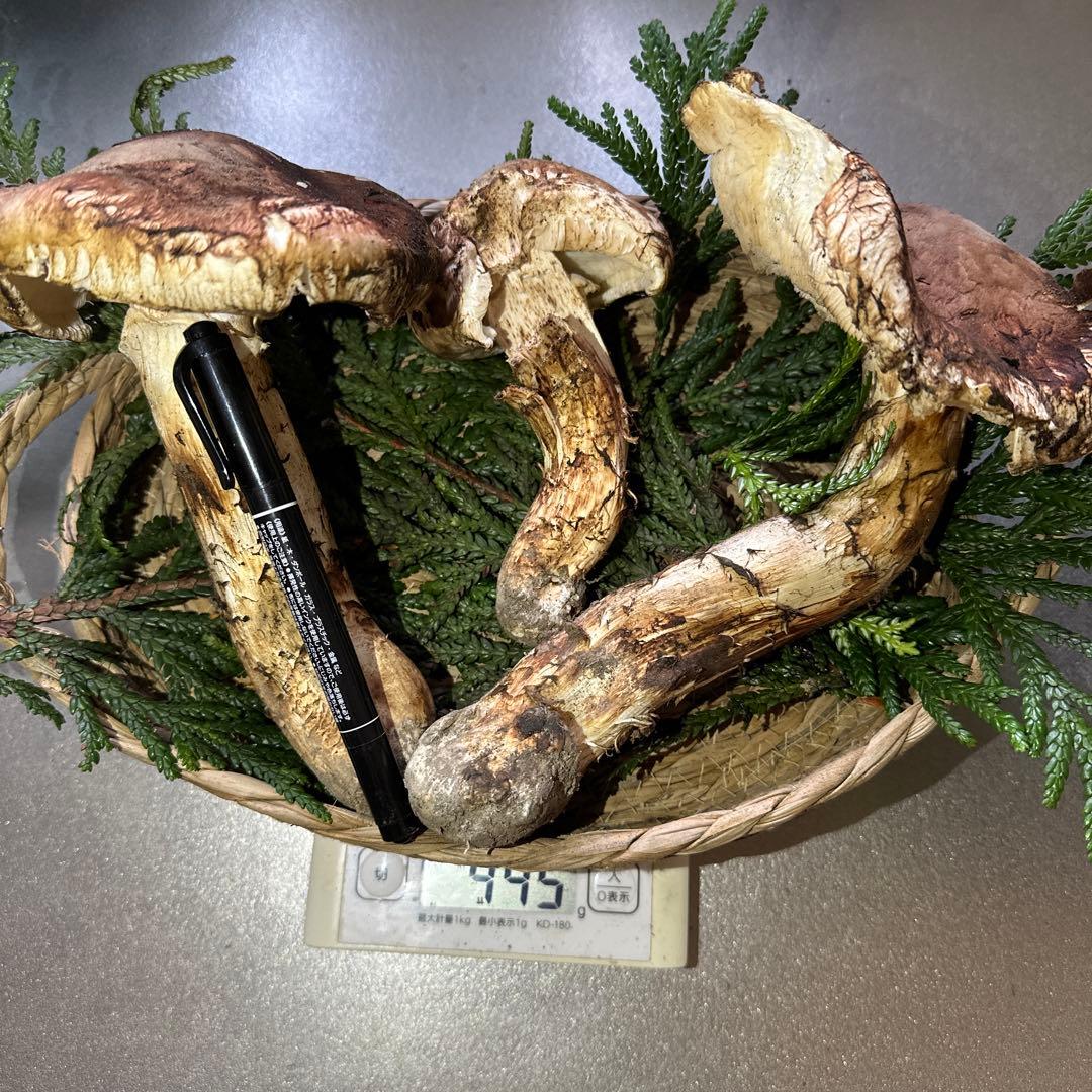 訳あり品‼️国産天然松茸‼️430g‼️