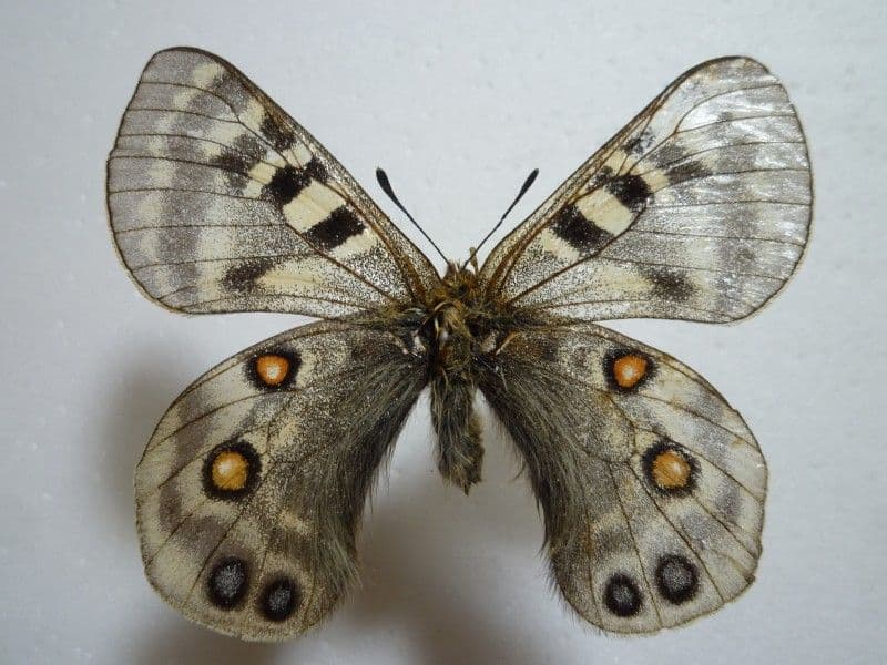 【外国産蝶標本】ミカドウスバ♂/四川省.白馬雪山産/67.9mm