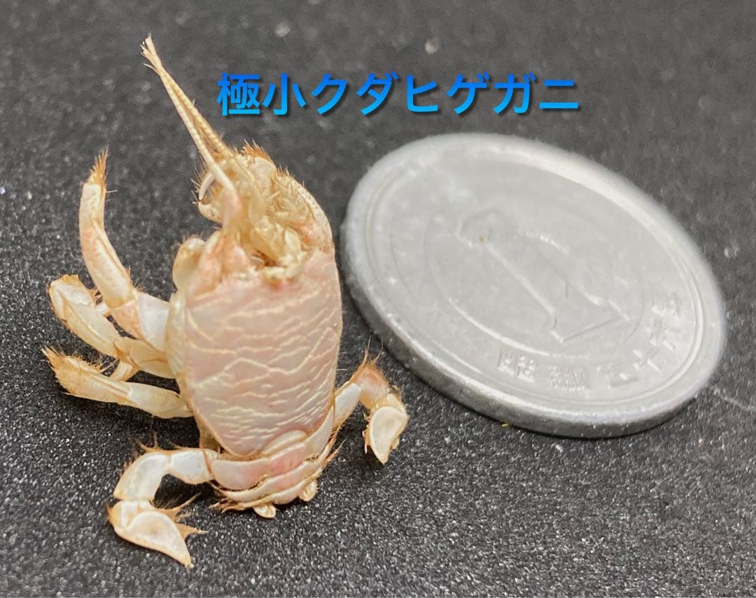 極小クダヒゲガニ 標本　カニ　乾燥標本　甲殻類