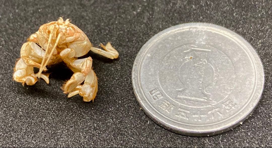 極小クダヒゲガニ 標本　カニ　乾燥標本　甲殻類
