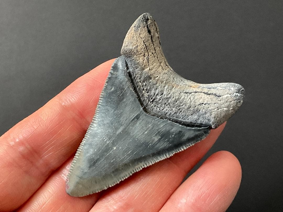 メガロドンの歯 [MG208] 化石