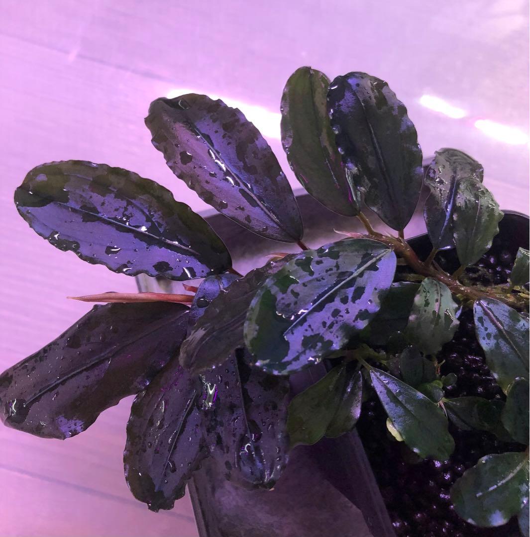 陰性水草の王様的存在【ブセファランドラ】Pink blossam