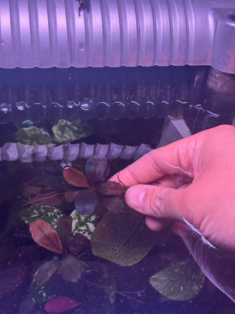 ブセファランドラsp.ファンタスティックパープル　完全水中葉　1株