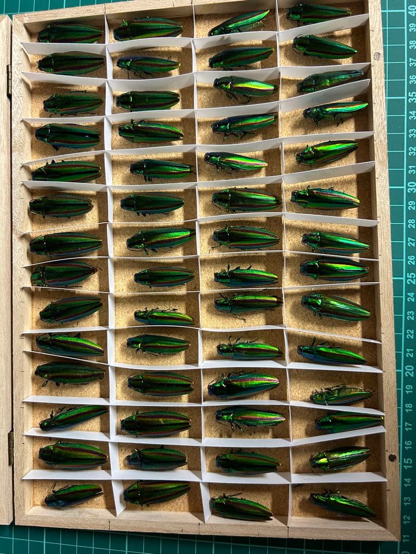 ヤマトタマムシ