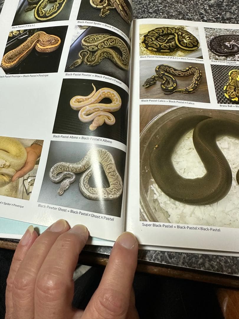 PERFECT BALLPYTHON 書籍