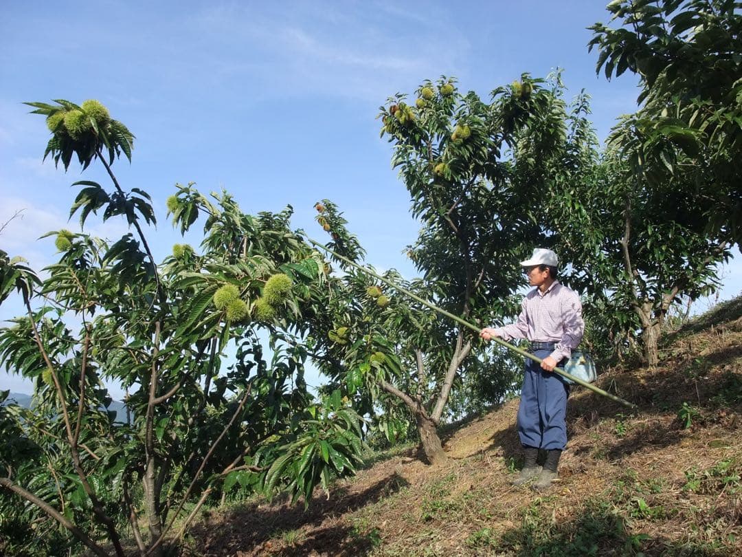 幻の栗⭐︎中山栗2L~4L混合10kgクール便（匿名不可）農家直送2025-015