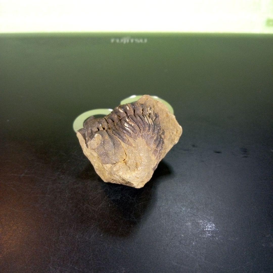 三葉虫　化石　ボリビア産　南アメリカ　trilobite　Bolivia三葉虫⑤