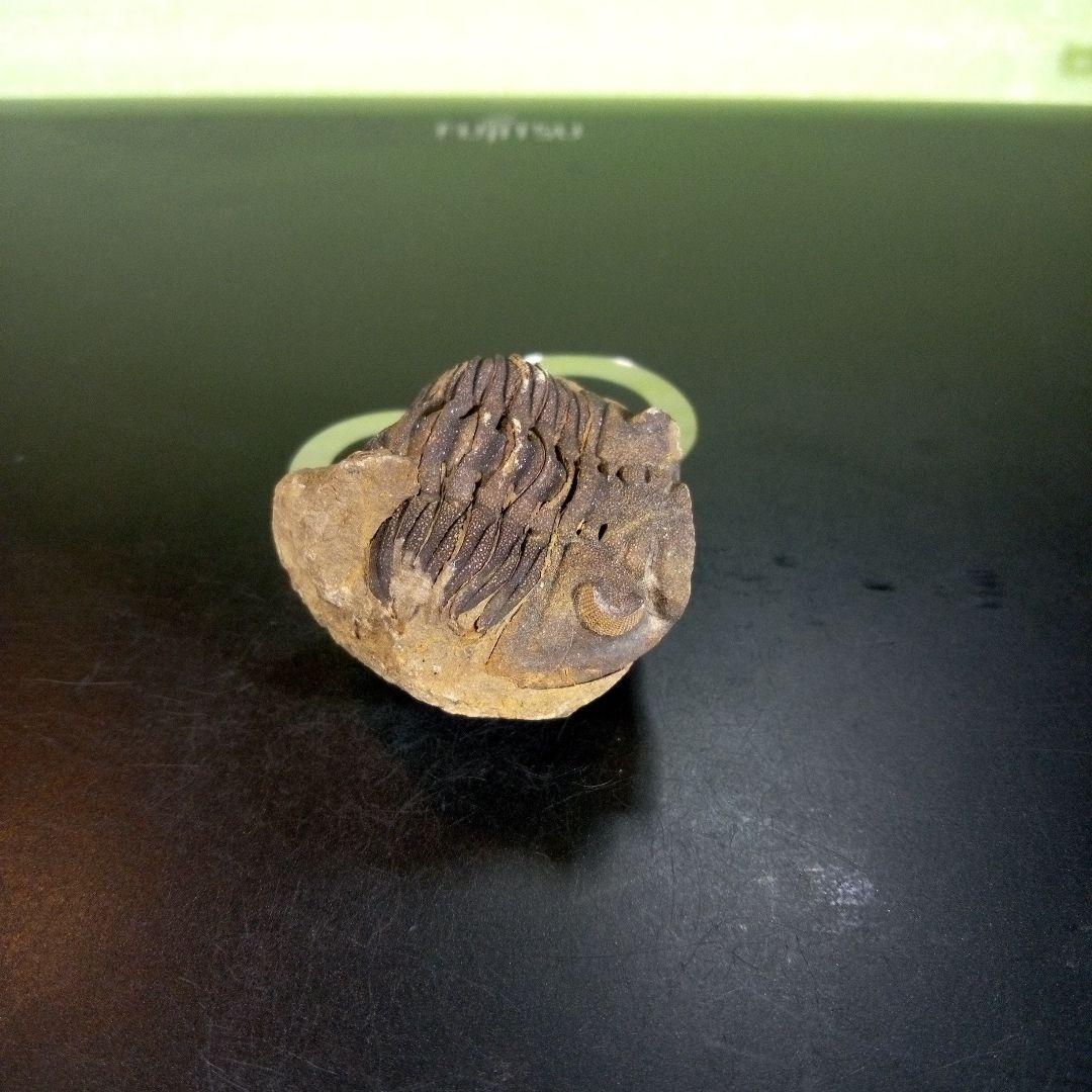 三葉虫　化石　ボリビア産　南アメリカ　trilobite　Bolivia三葉虫⑤