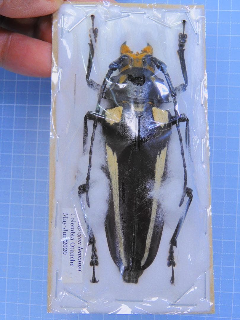 コロンビア産　特大　レモイネイトゲウスバカミキリ　81mm