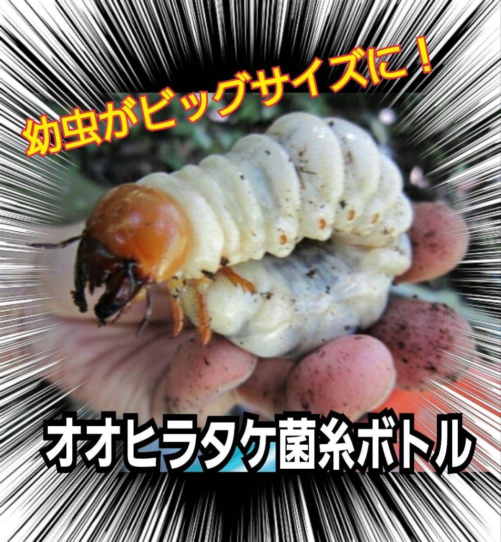 極上！オオヒラタケ菌糸瓶1100ml【8本】トレハロース、キトサン強化配合