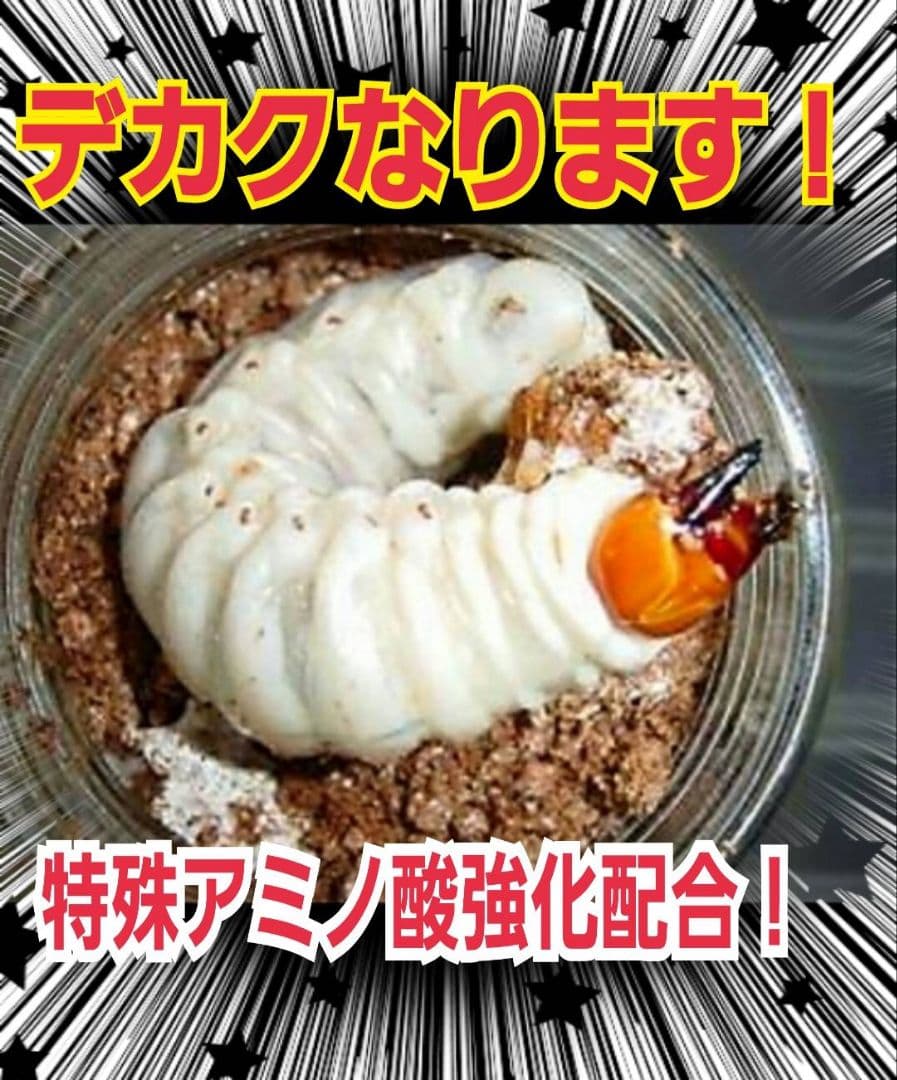 極上！オオヒラタケ菌糸瓶1100ml【8本】トレハロース、キトサン強化配合