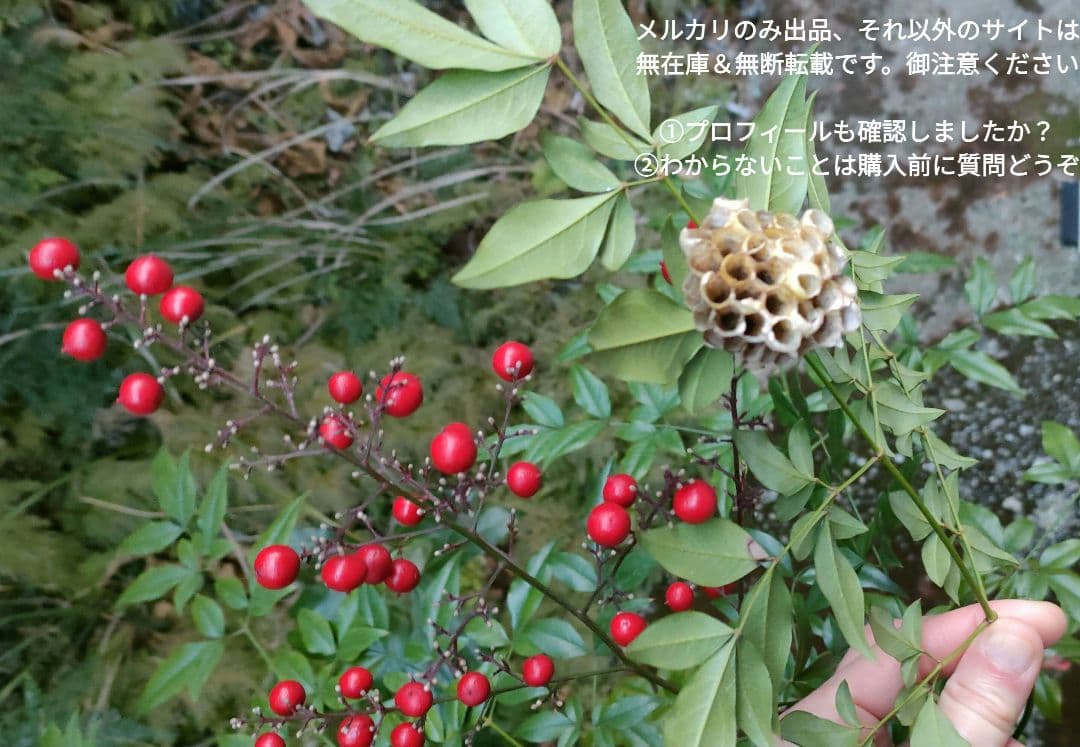 蜂の巣　南天の実、葉