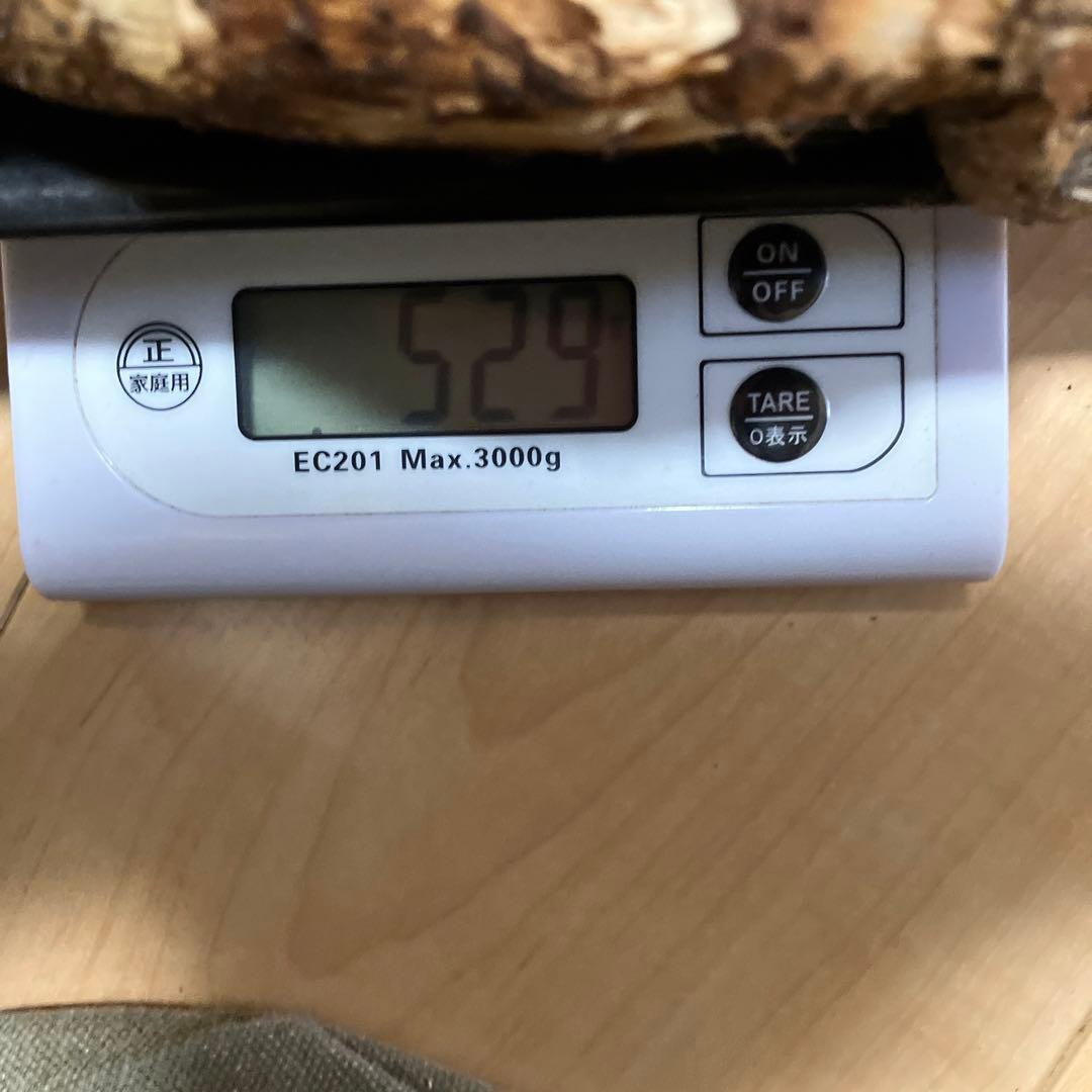 北海道産❗️天然松茸❗️525g‼️特大ツボミ❗️