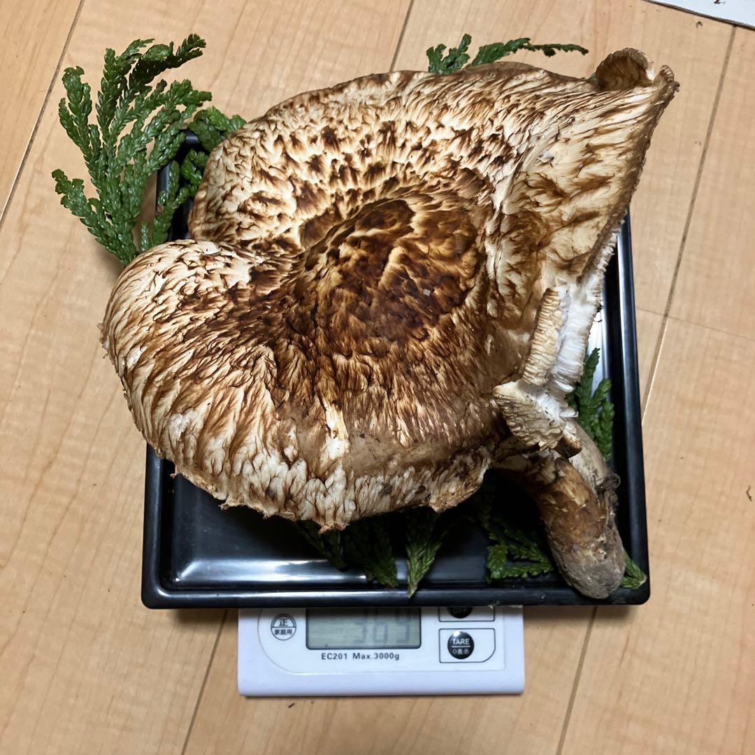 北海道産❗️天然松茸❗️525g‼️特大ツボミ❗️