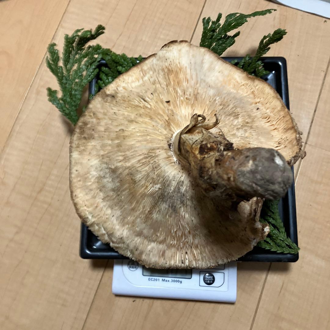 北海道産❗️天然松茸❗️525g‼️特大ツボミ❗️