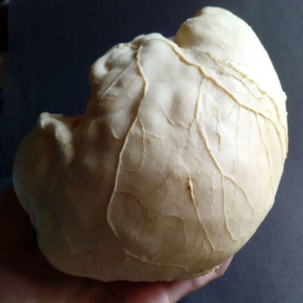 Brain　脳　Born Clones　アメリカ製　模型