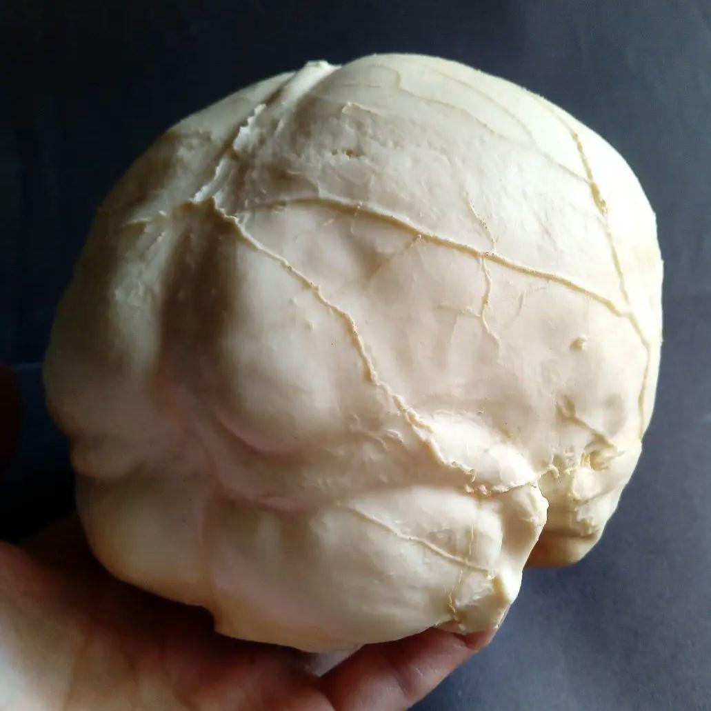 Brain　脳　Born Clones　アメリカ製　模型