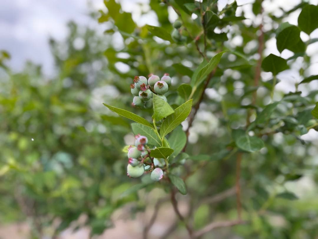 埼玉県産令和7年度　冷凍ブルーベリー7キロ