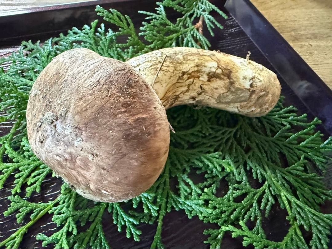 最終‼️【信州産松茸】92g