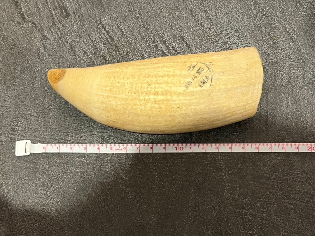 マッコウクジラの歯　２本セット