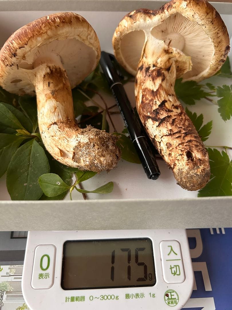 ＊山形県産＊ 松茸　175g