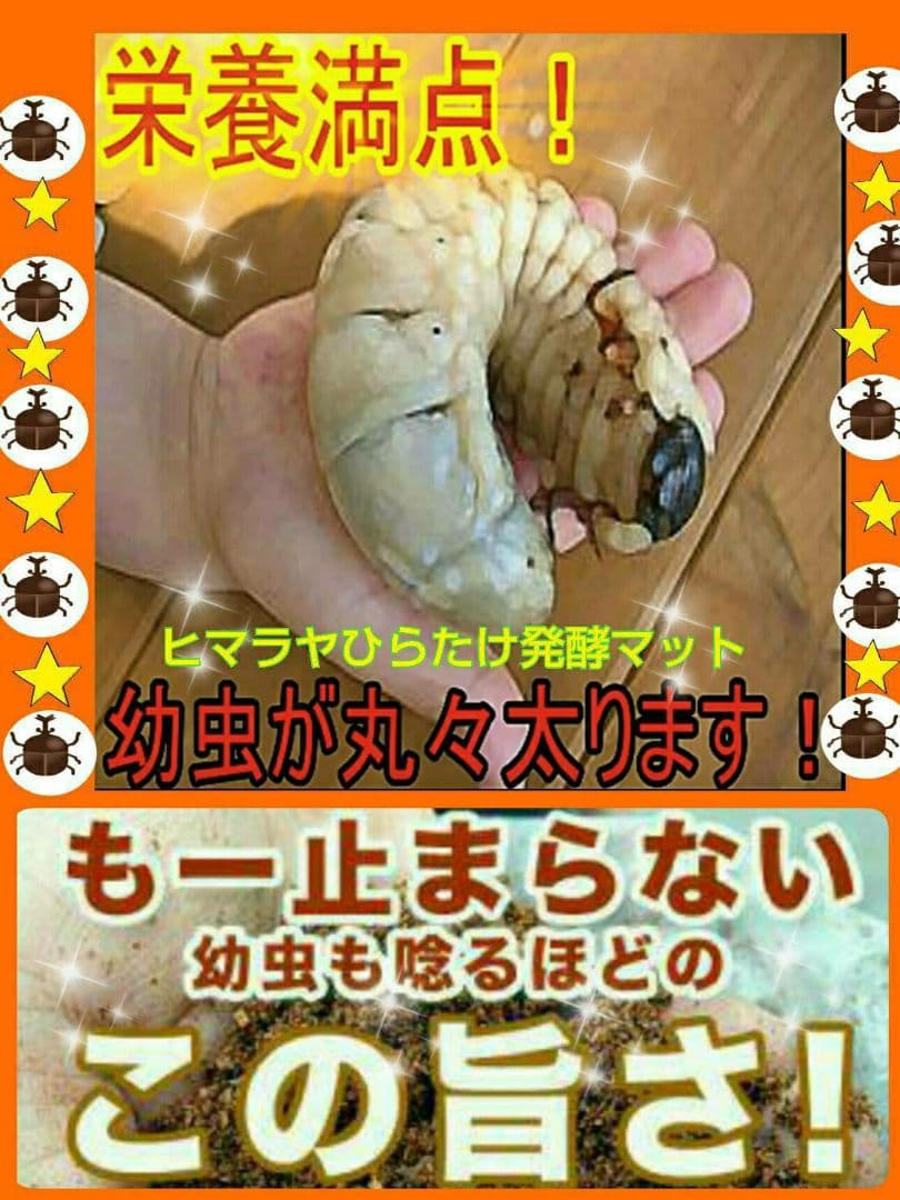 幼虫が巨大化します！ヒマラヤひらたけ発酵マット☆産卵にも抜群！クヌギ100%原料