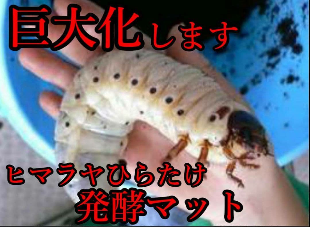 幼虫が巨大化します！ヒマラヤひらたけ発酵マット☆産卵にも抜群！クヌギ100%原料