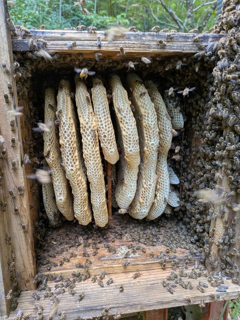 日本ミツバチ　生はちみつ