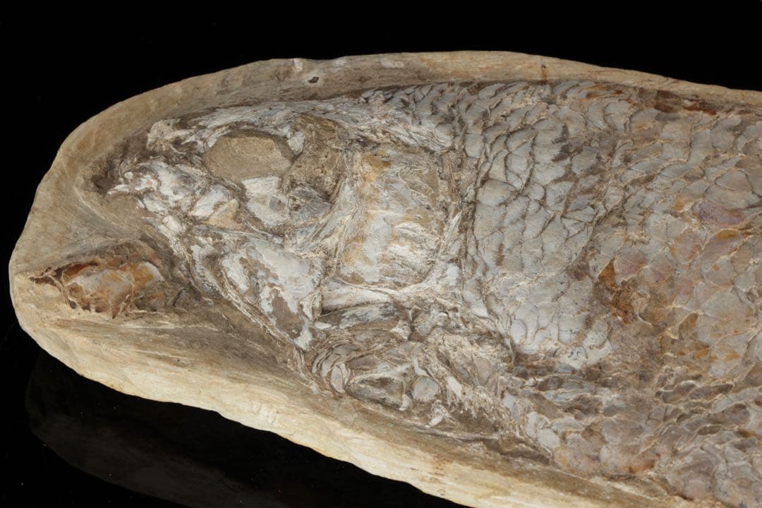 白亜紀前期 サンタナ層産 古代魚化石 クラドキクルス 古生物化石 標本 骨格