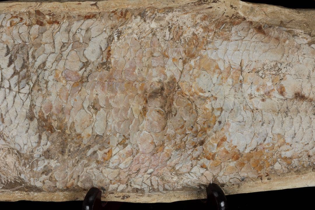 白亜紀前期 サンタナ層産 古代魚化石 クラドキクルス 古生物化石 標本 骨格