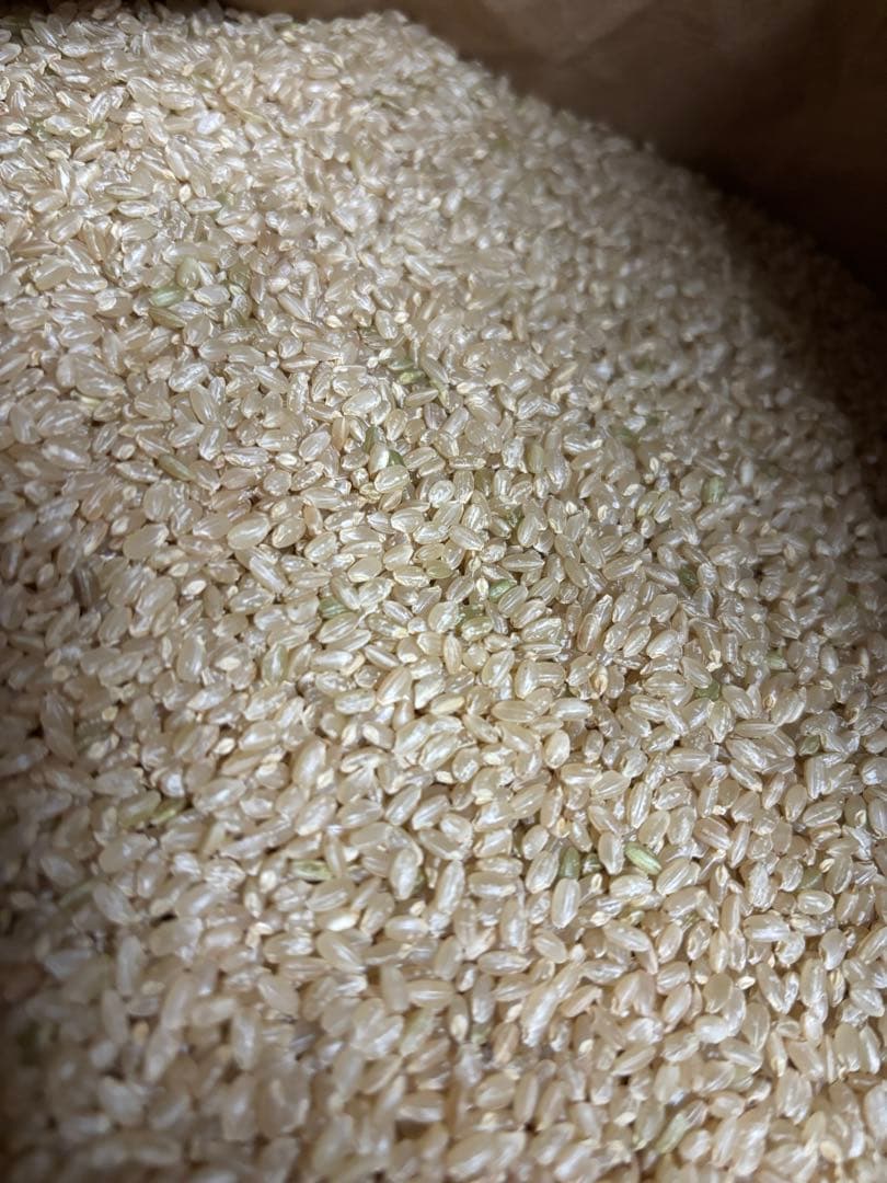 送料込み　淡雪こまち　玄米 30kg 秋田県産