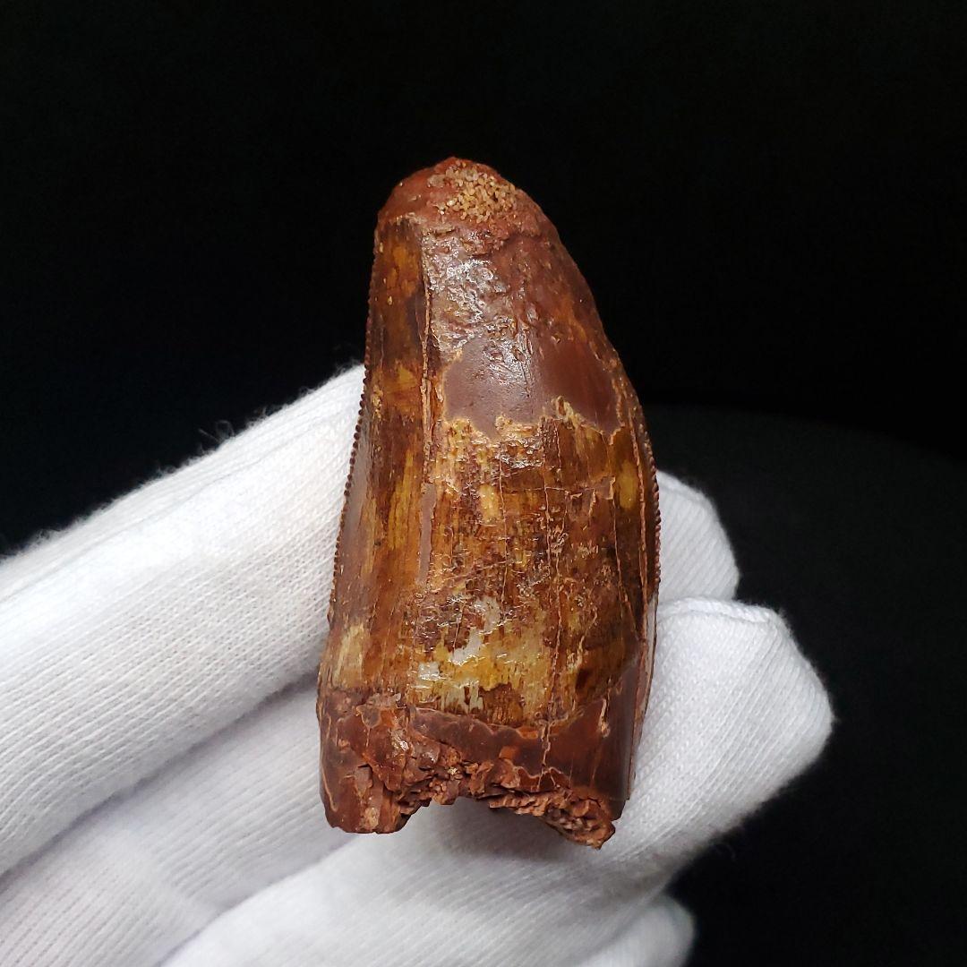 カルカロドントサウルス 歯 化石 本物 モロッコ産 45.08mm  fca10