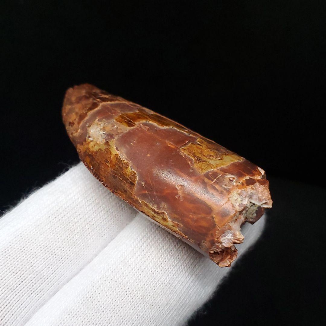 カルカロドントサウルス 歯 化石 本物 モロッコ産 45.08mm  fca10